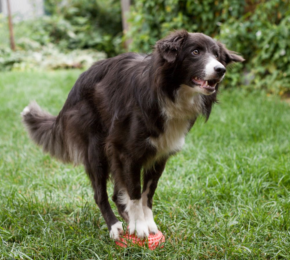 Tolerant, or Just Very Flexible …?